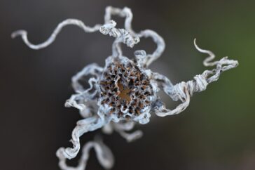 Boost Immunity