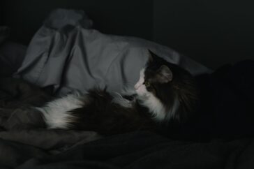 Sleep Quality